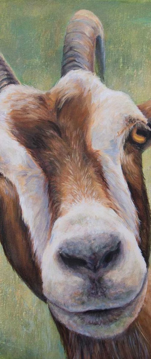Jasmin by Ruth  Aslett