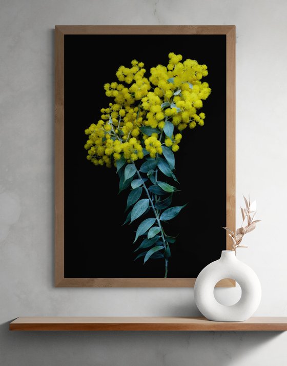 Silver Wattle