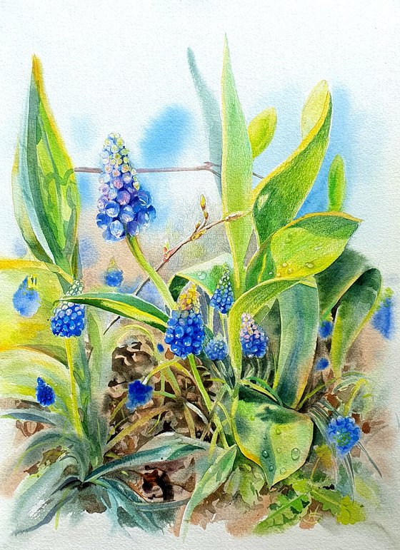 Spring Awakening Blue Muscari in Watercolor