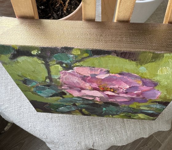 One pink rose