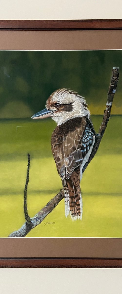 Kooka (framed) by Gary Thomas