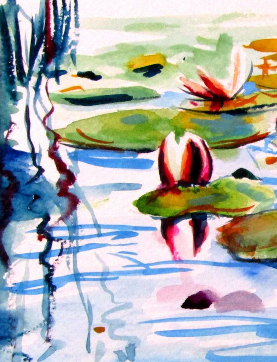 Water lily