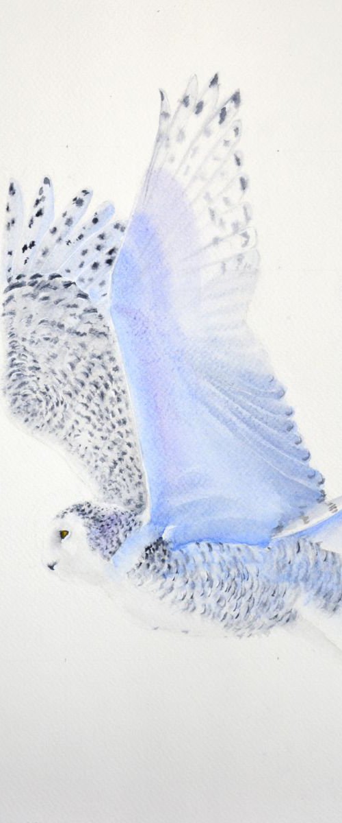 Snowy owl 2 by Neha Soni