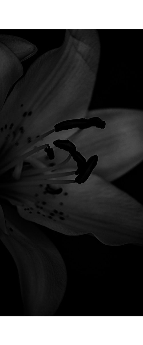 Lily Blooms Number 4 - 12x12 inch Fine Art Photography Limited Edition #1/25 by Graham Briggs