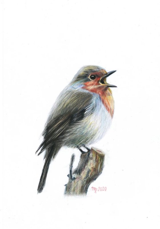 Robin #5/British Robin Red Breast Bird/Bird Series