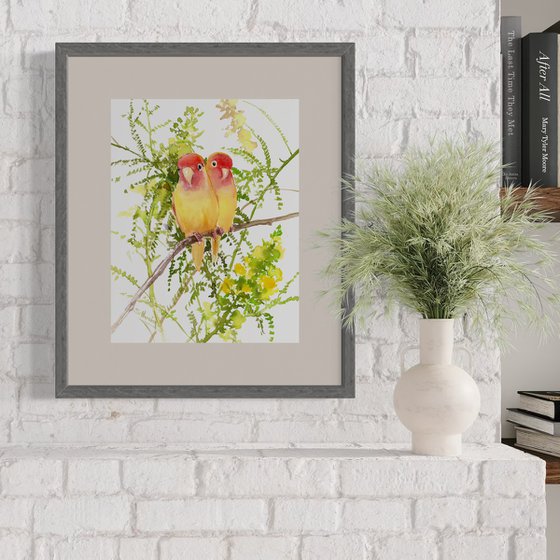 Yellow Lovebirds