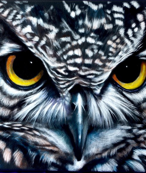 Owl: Mesmereyes by Karl Hamilton-Cox