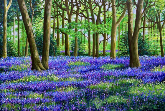 Bluebell woodland