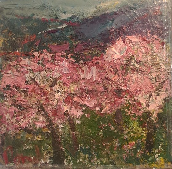Cherryblossoms