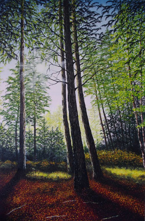 Light Through The Trees by Hazel Thomson