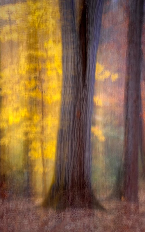 Last of Autumn by David DesRochers