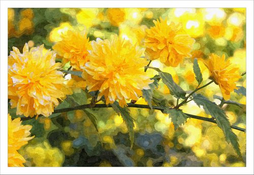 Yellow Yellow by David Lacey