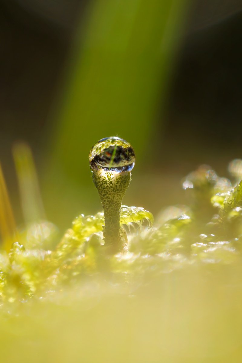 The Holly Green - a macro photo of a Cladonia Pixie Cup lichen with a drop of dew, Sweden by Inna Etuvgi