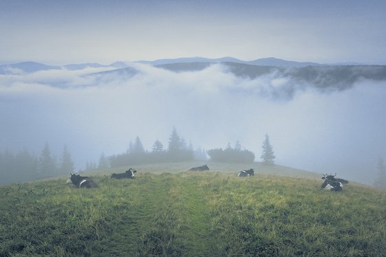 Serenity in the morning fog.