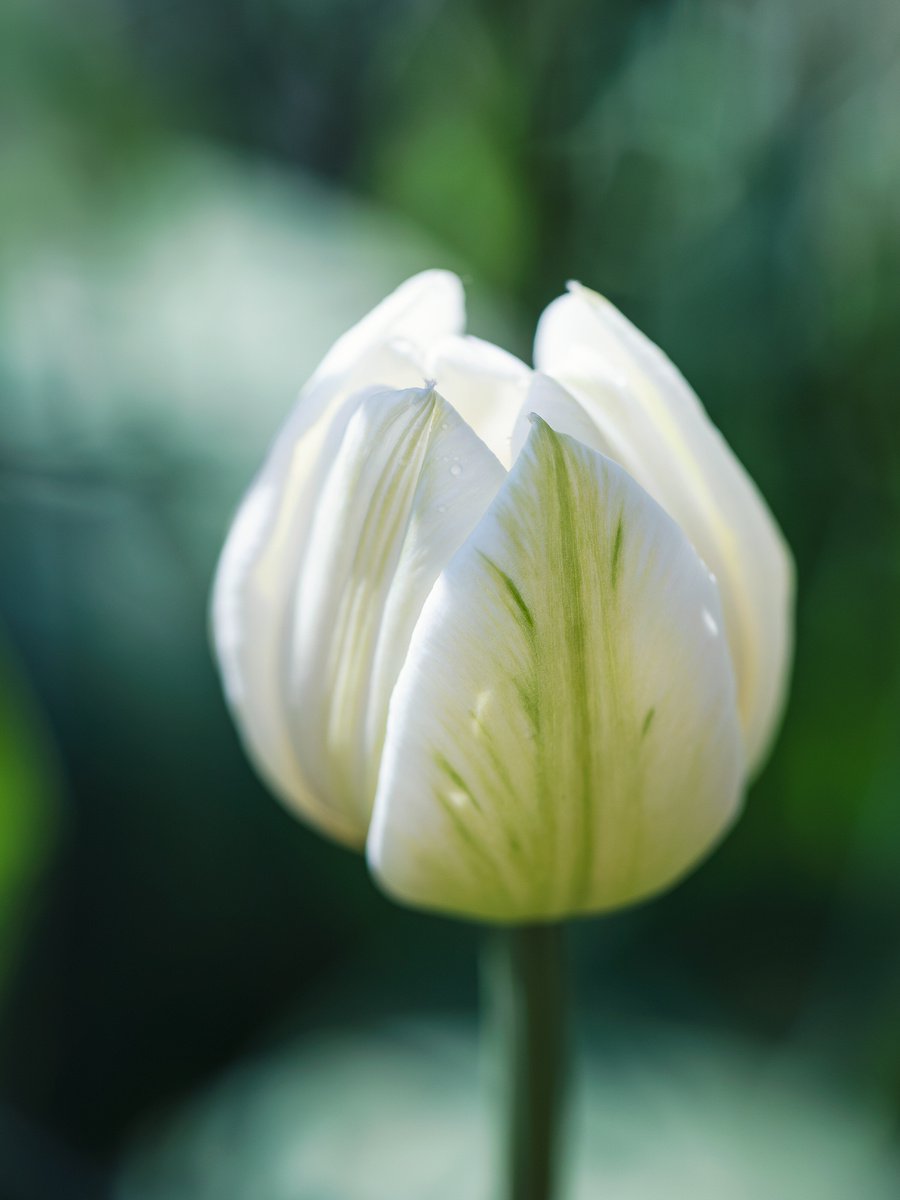 WHITE TULIP IN THE GREEN - MACRO PHOTOGRAPHY OF TULIP ON THE GREEN BACKGROUND by Inna Etuvgi