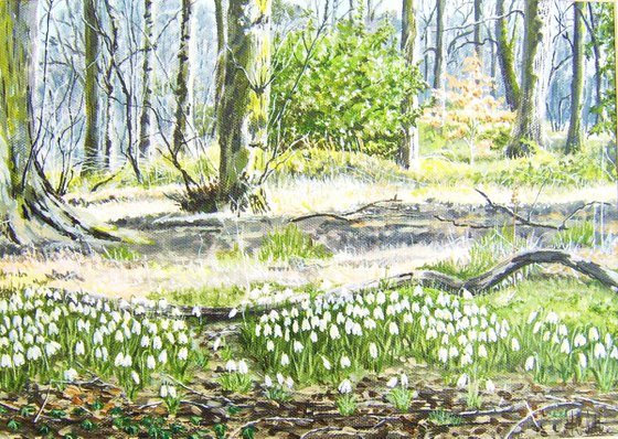 Snowdrops in Lyme Park