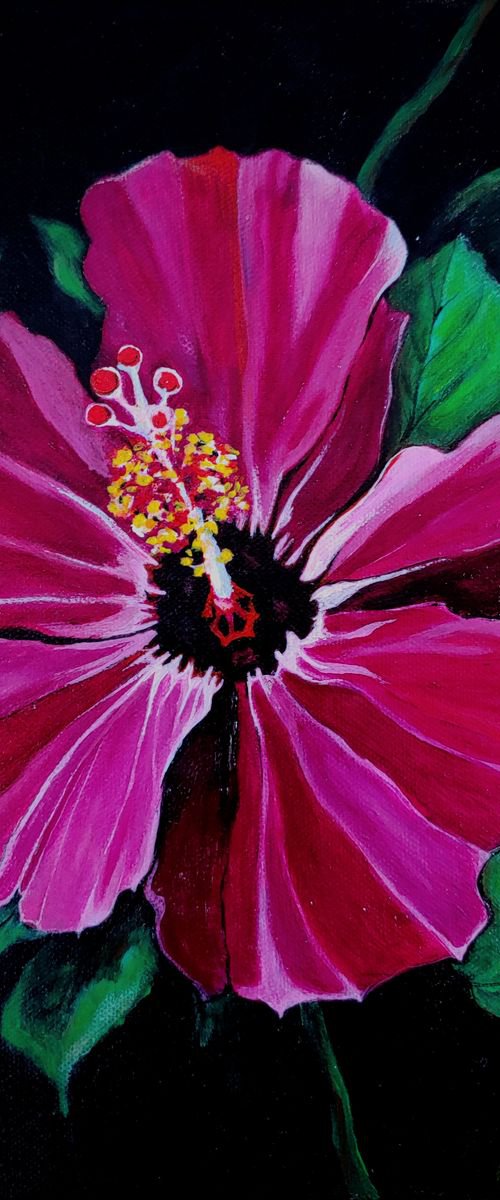 Pink Hibiscus by Alison Caltrider