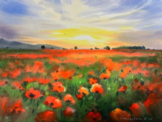 Poppy field at sunset