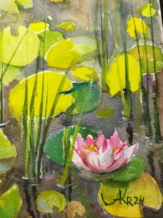 Pond with water Lilies