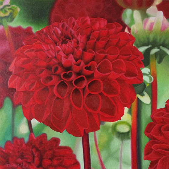 Red Dahlia