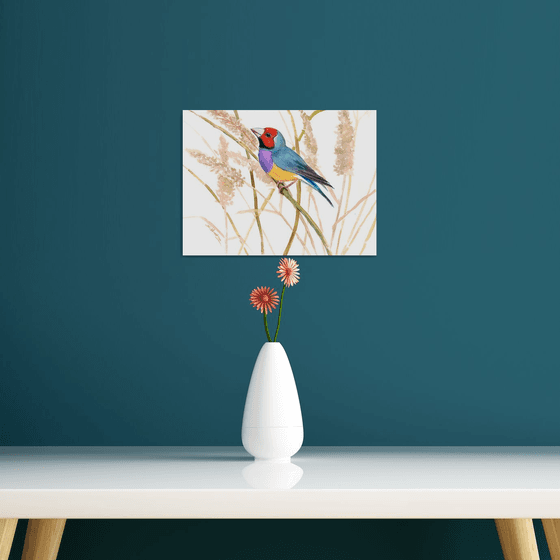 Gouldian Finch