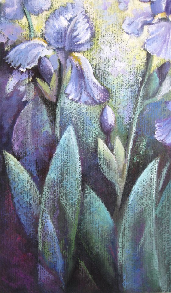 Irises in the garden