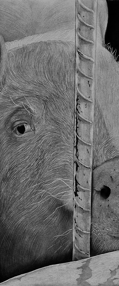 "Nosey" by Kateryna Kostyk