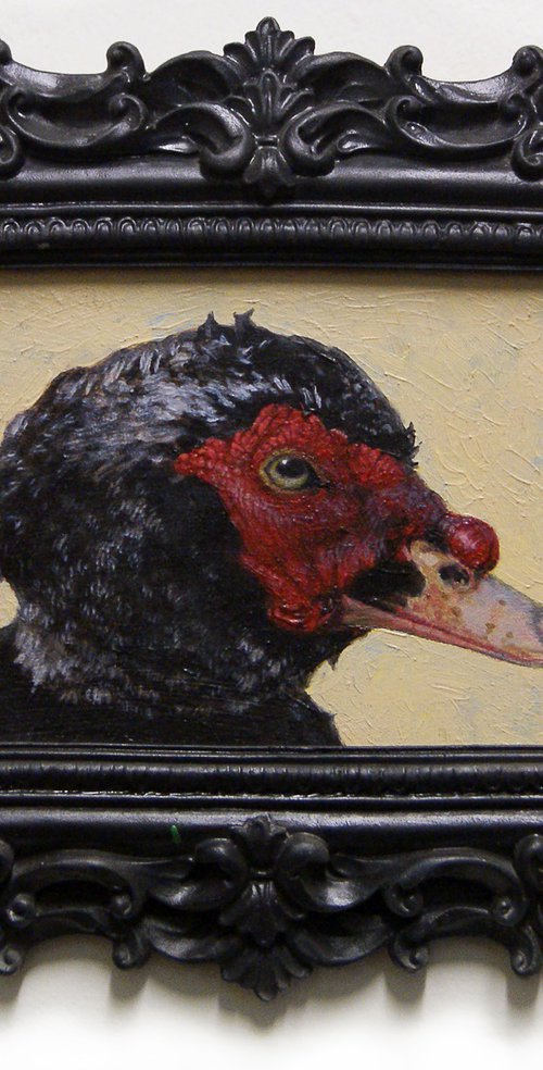 Muscovy by Paschal Lawton