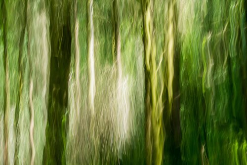 Jungle by Dieter Mach