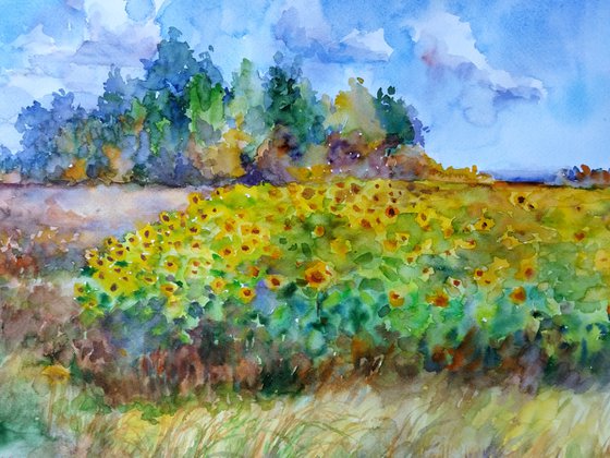 Yellow sunflowers field