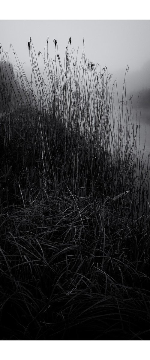 Reeds II by David Baker