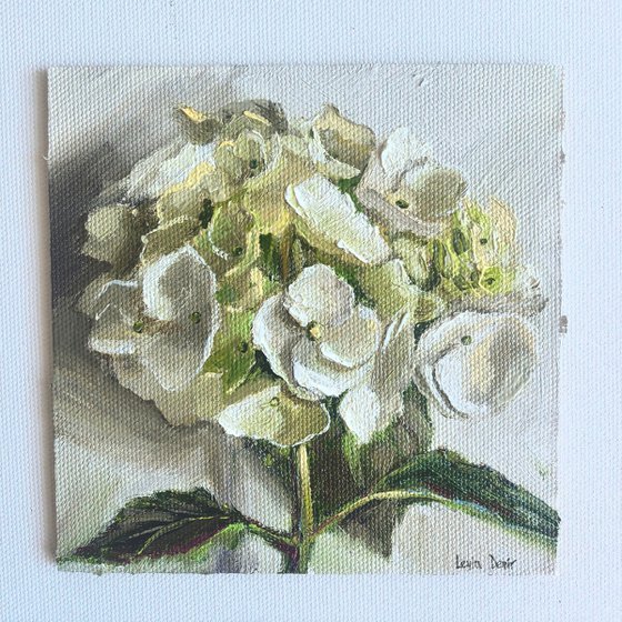 White hydrangea