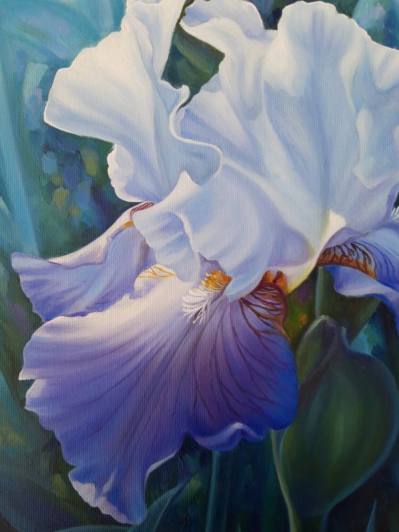 Spring iris