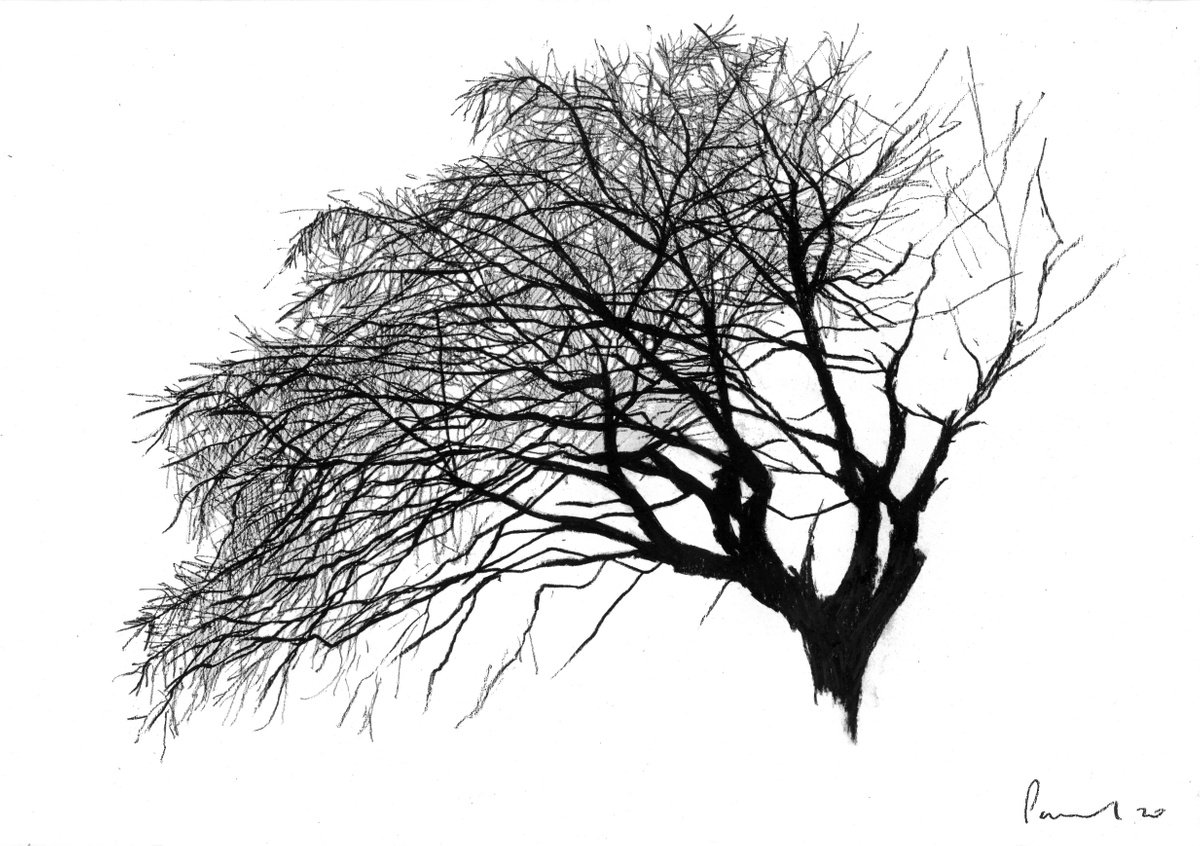 Tree Study by Paul West