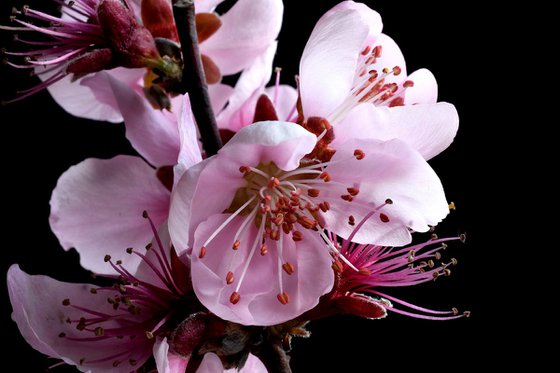 Spring Blossoms