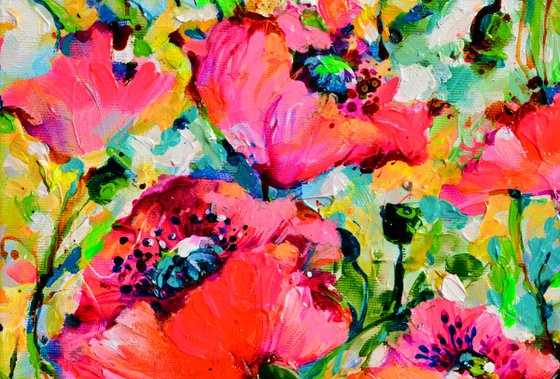 Red Opium Poppy Field