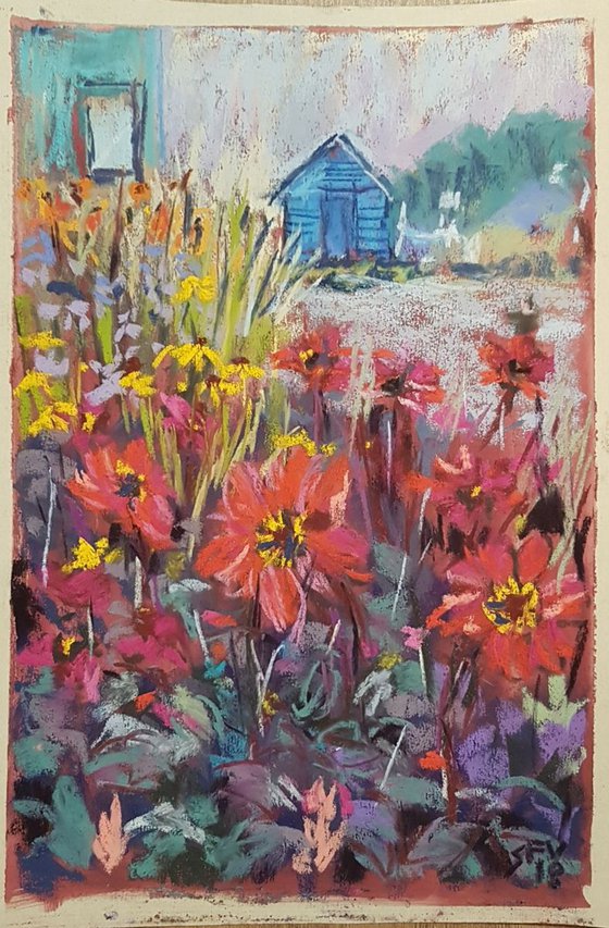 Dahlias and the blue shed