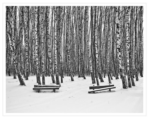 Birches and Benches by Beata Podwysocka