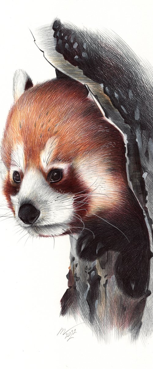 Red Panda Portrait by Daria Maier