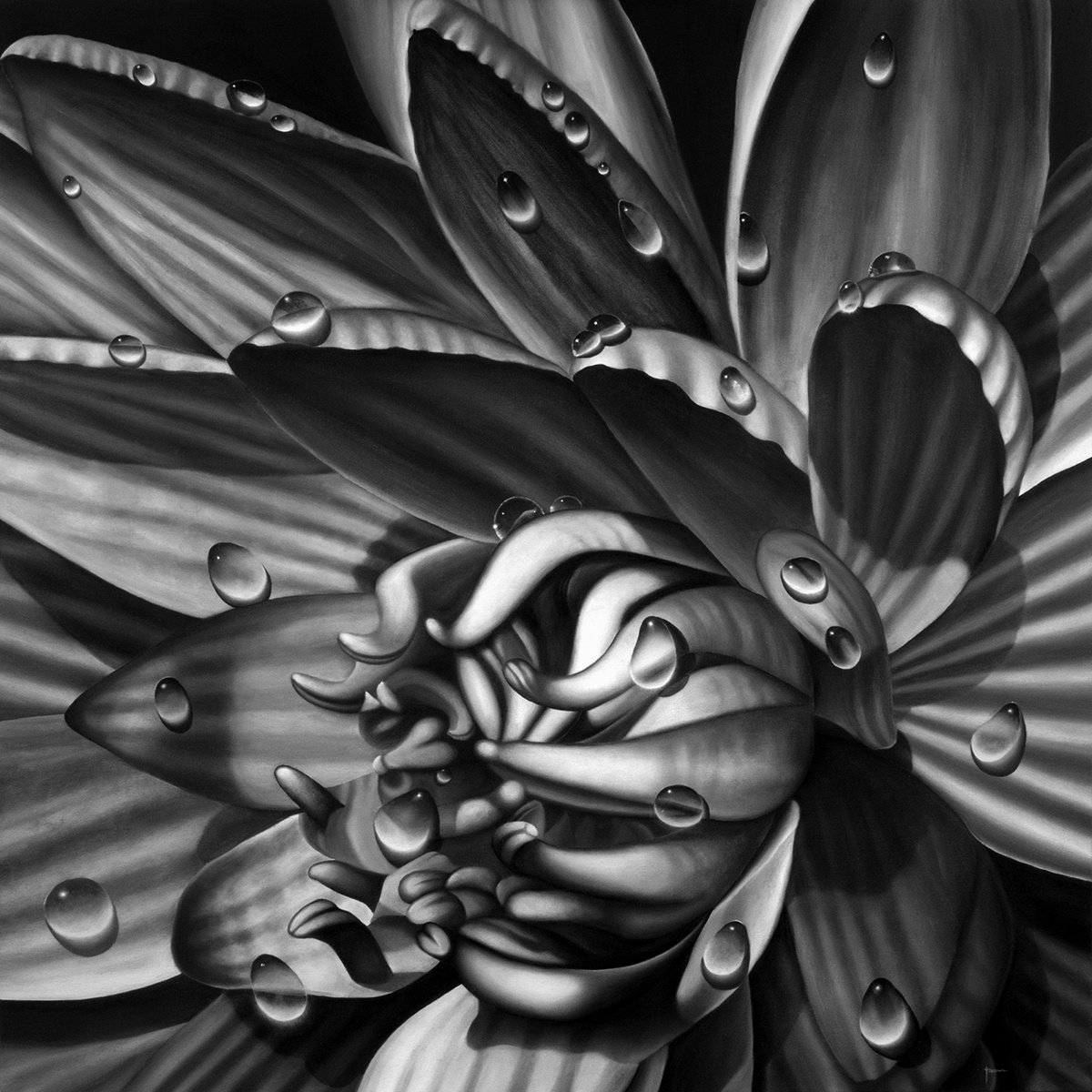 Photorealistic Botanical Oil Painting By Juan Bernal, 48 X 48", Black And White Waterlily, Original Artwork