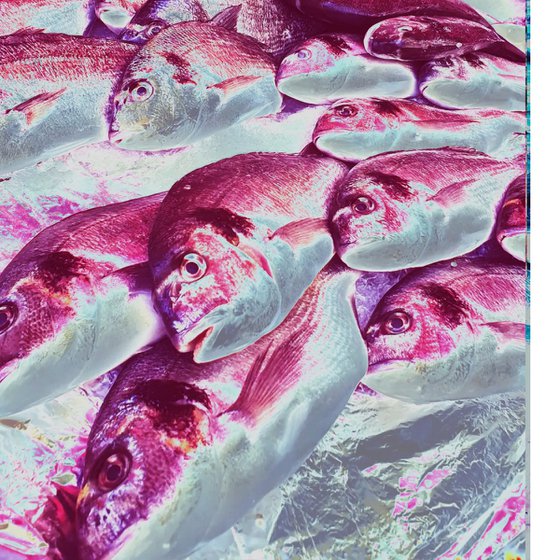 Photo Collage Colorful Fish