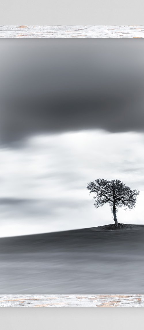A lone tree on a hill top BW (Studio 2) by Karim Carella