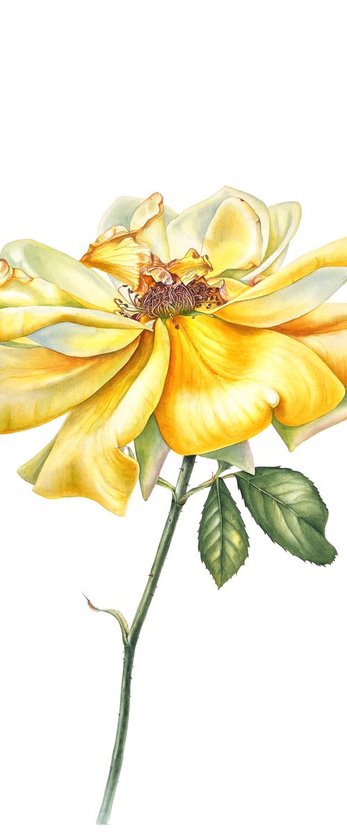 Greetings to the sun by Nataliia Kupchyk