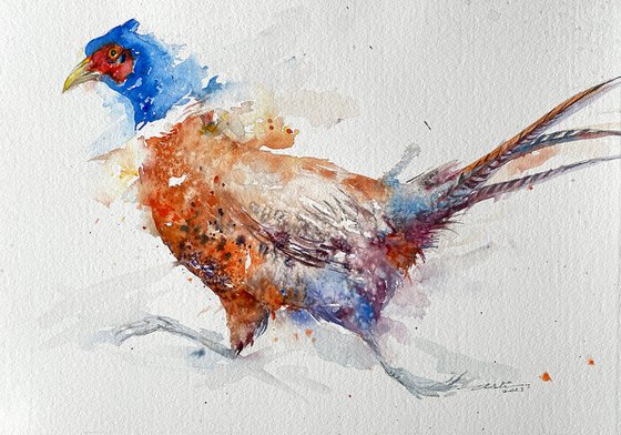 Run for it _ Pheasant