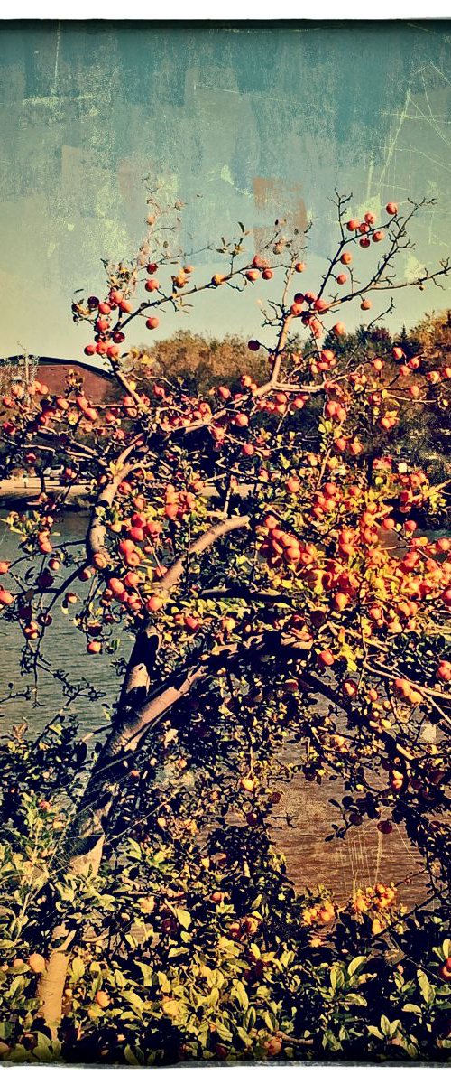 Apple Tree in Summer by Barbara Storey