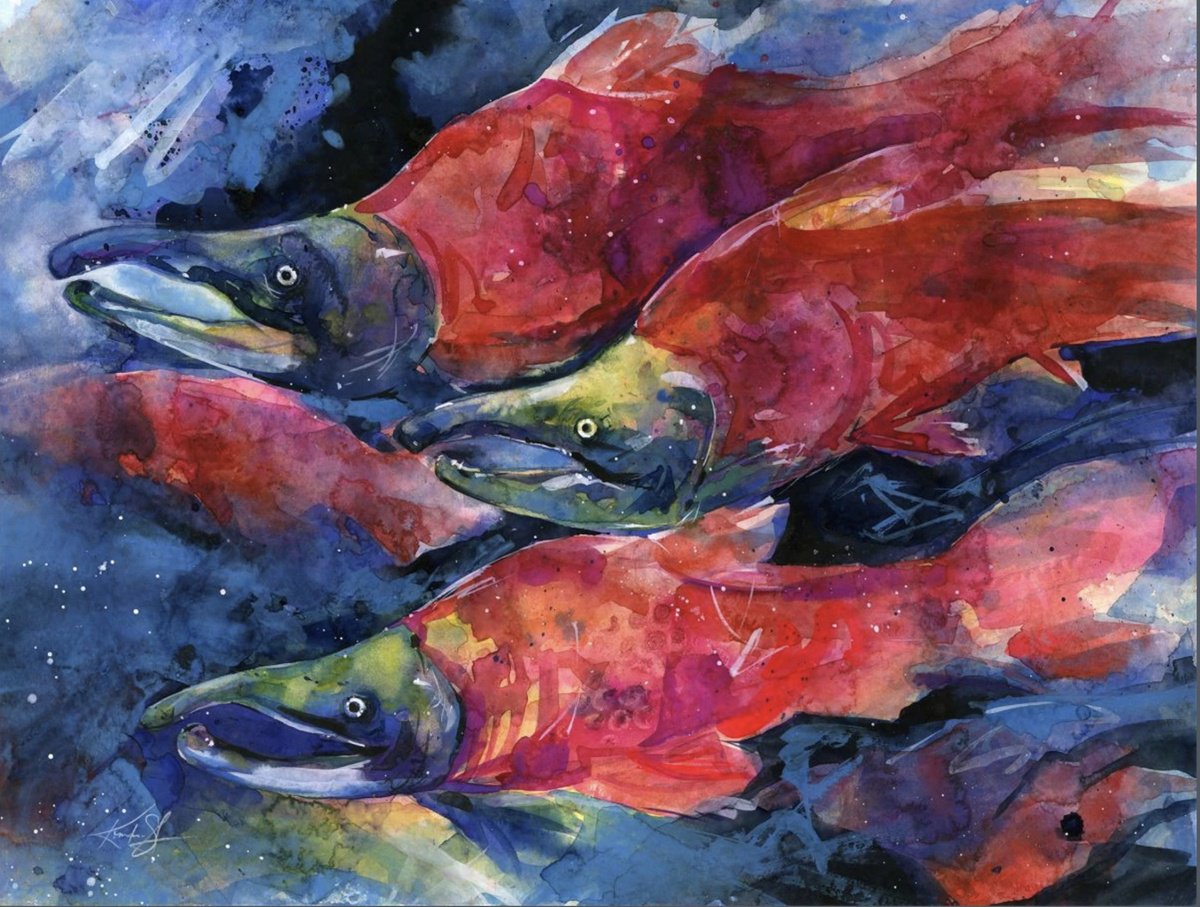Expressive Watercolour , Sockeye Salmon By Kathy Morton Stanion, 20 X 15, Artwork For Sale On Artfinder