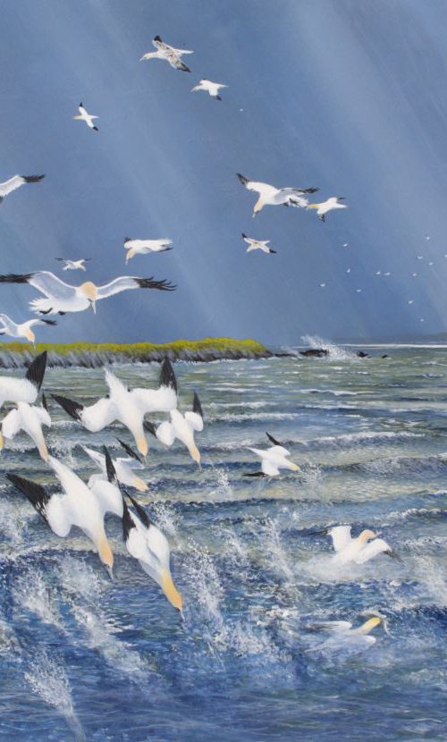 Gannet frenzy by John Horton