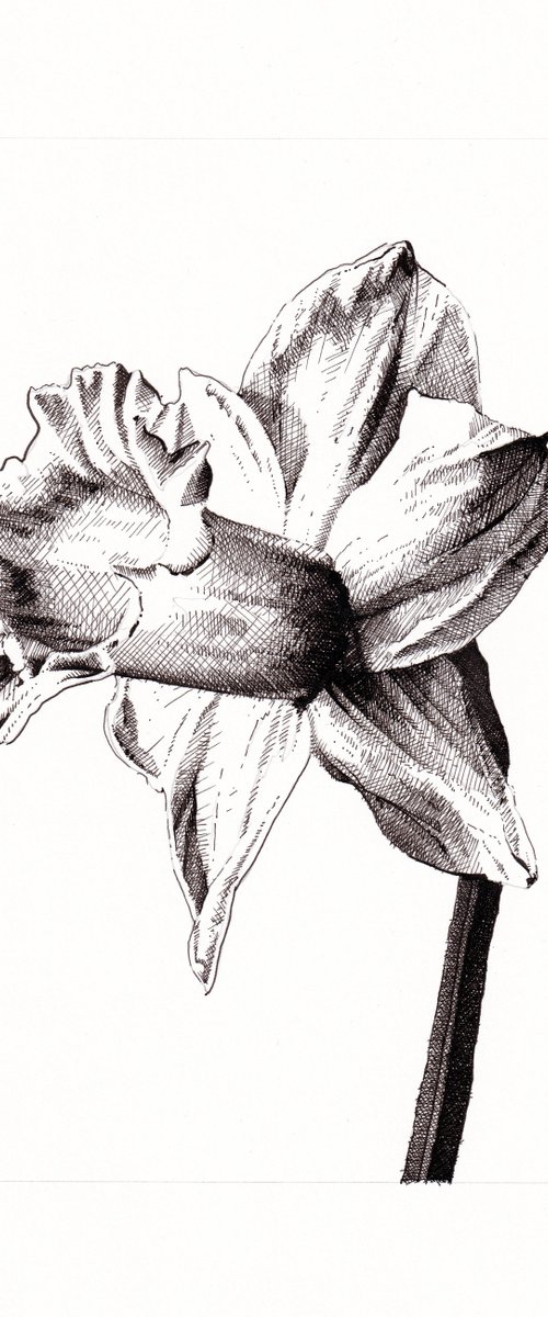 Daffodil I by Louis Savage