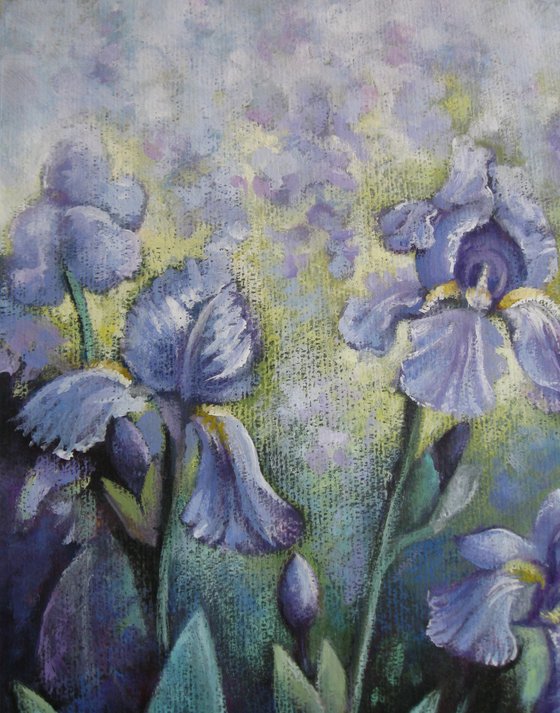 Irises in the garden