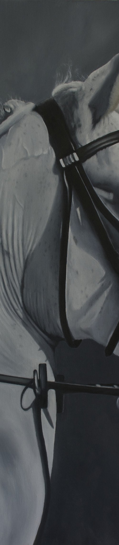 Shadow by Catherine Henchie